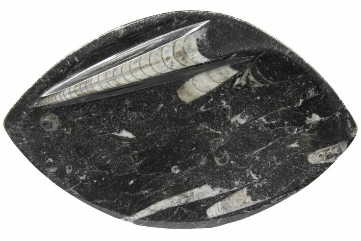 Oval Shaped Fossil Orthoceras Dish - Morocco #123571